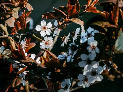 Kineko Casino Aip Soghluaiste